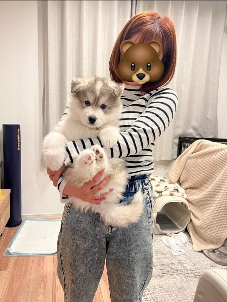 まるでぬいぐるみ（@samosky_shirasuさんより提供）