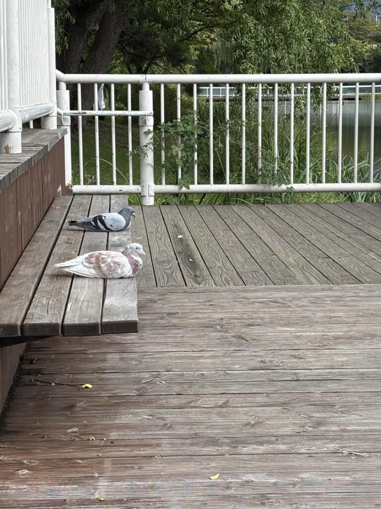 池を眺めているかのよう（＠sachi_lifecoachさんより提供）