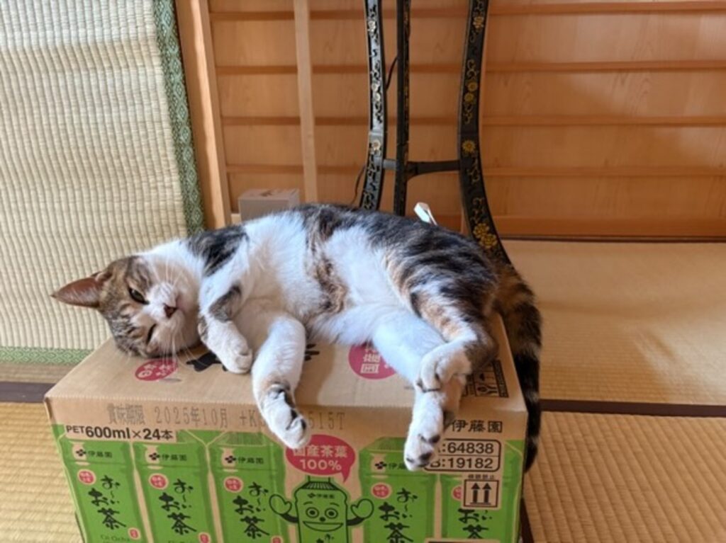 段ボールの上ですやすや（@y.miyu0904さんより提供）