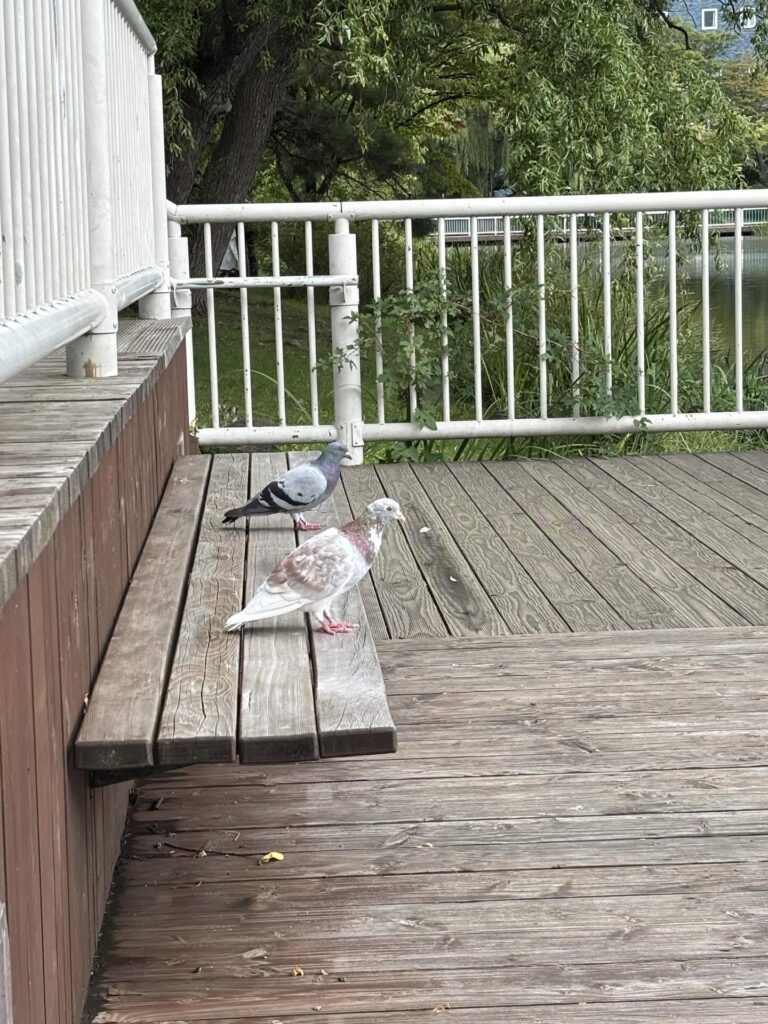 【実際の写真2枚】まさかの先客