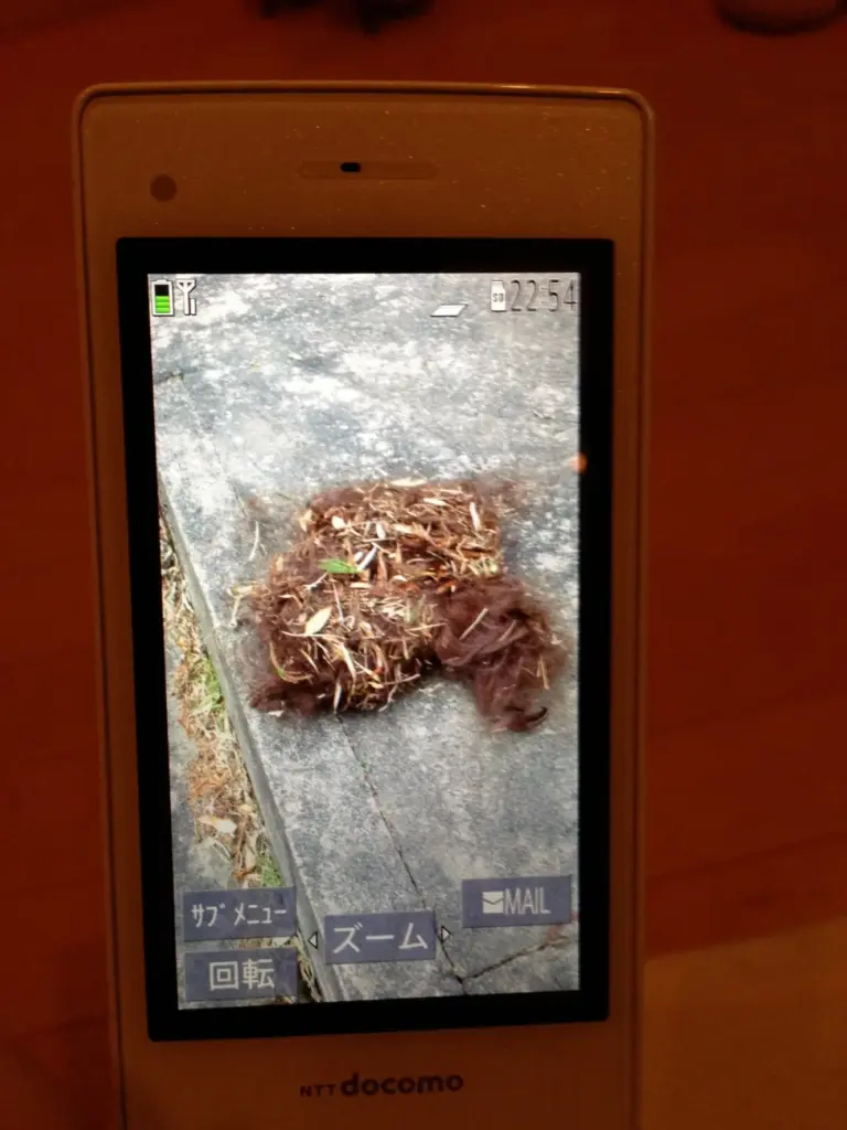 【実際の写真】まさかの光景