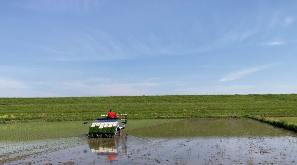 田植え中②（@K_N_mikageさんより提供）