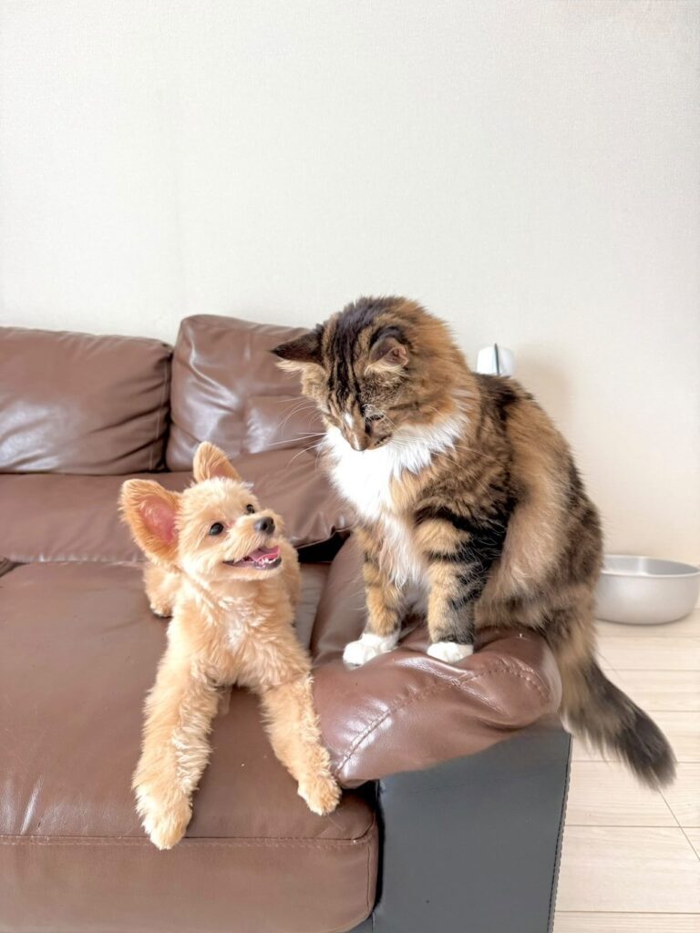 子犬のぷくちゃんとも仲良しです（@fuuboo30さんより提供）