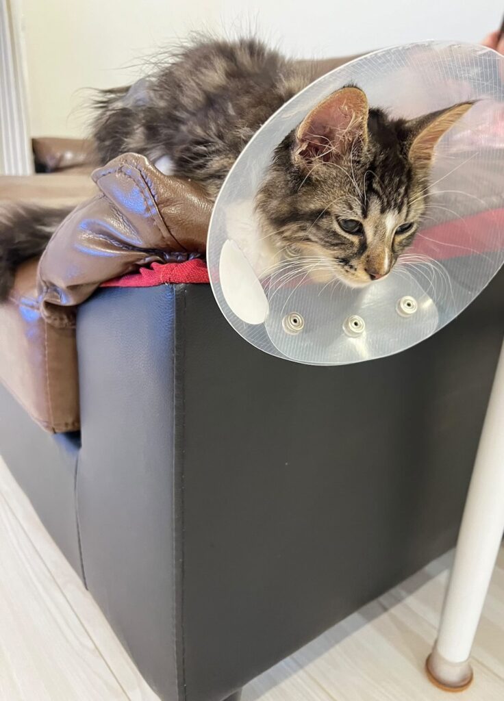 譲渡理由になった一つの肌のカビで迎えてすぐカラーを付けている写真（@fuuboo30さんより提供）