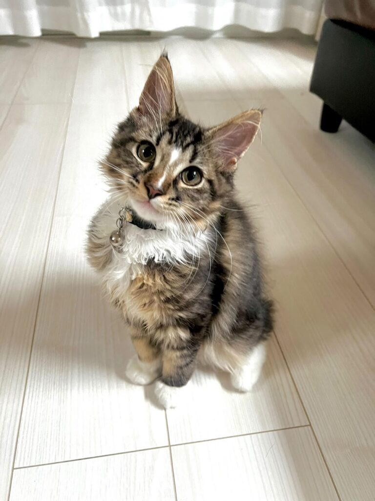 グレンくん子猫時代（@fuuboo30さんより提供）