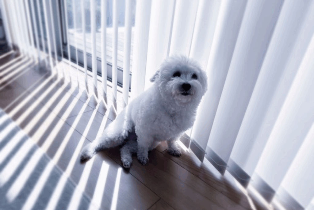 独特な座り方（@puffy1112さん提供）