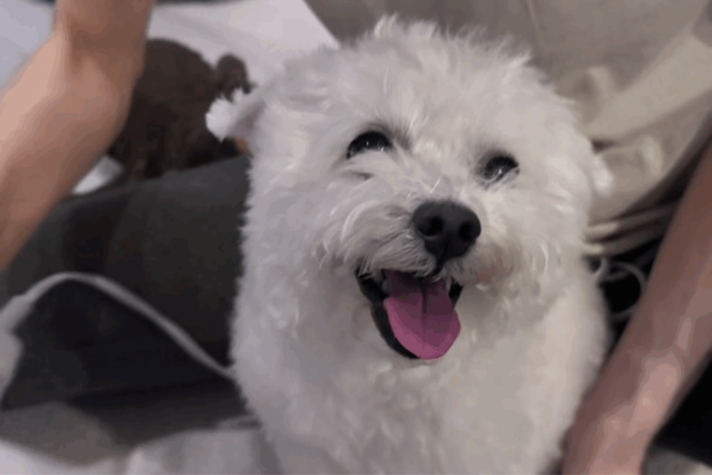 普段の様子（@puffy1112さん提供）