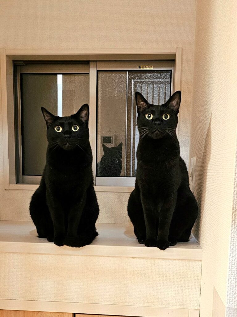 同じポーズ（@kariton28mhy25さんより提供）