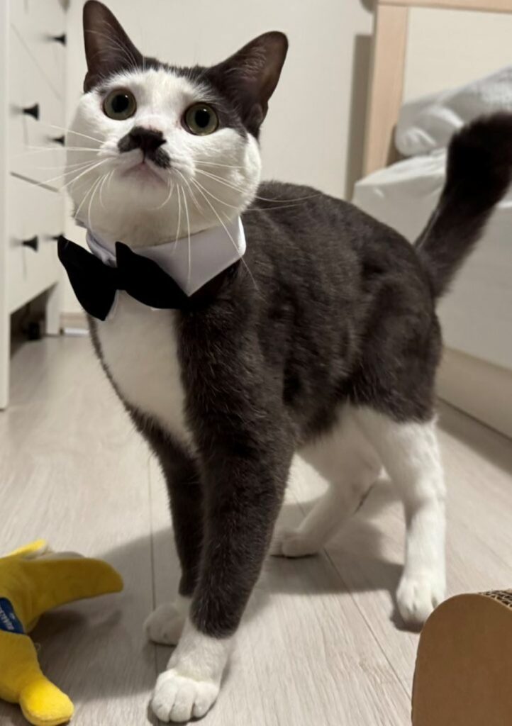 まるでタキシード（＠Saeroyi_catさんより提供）