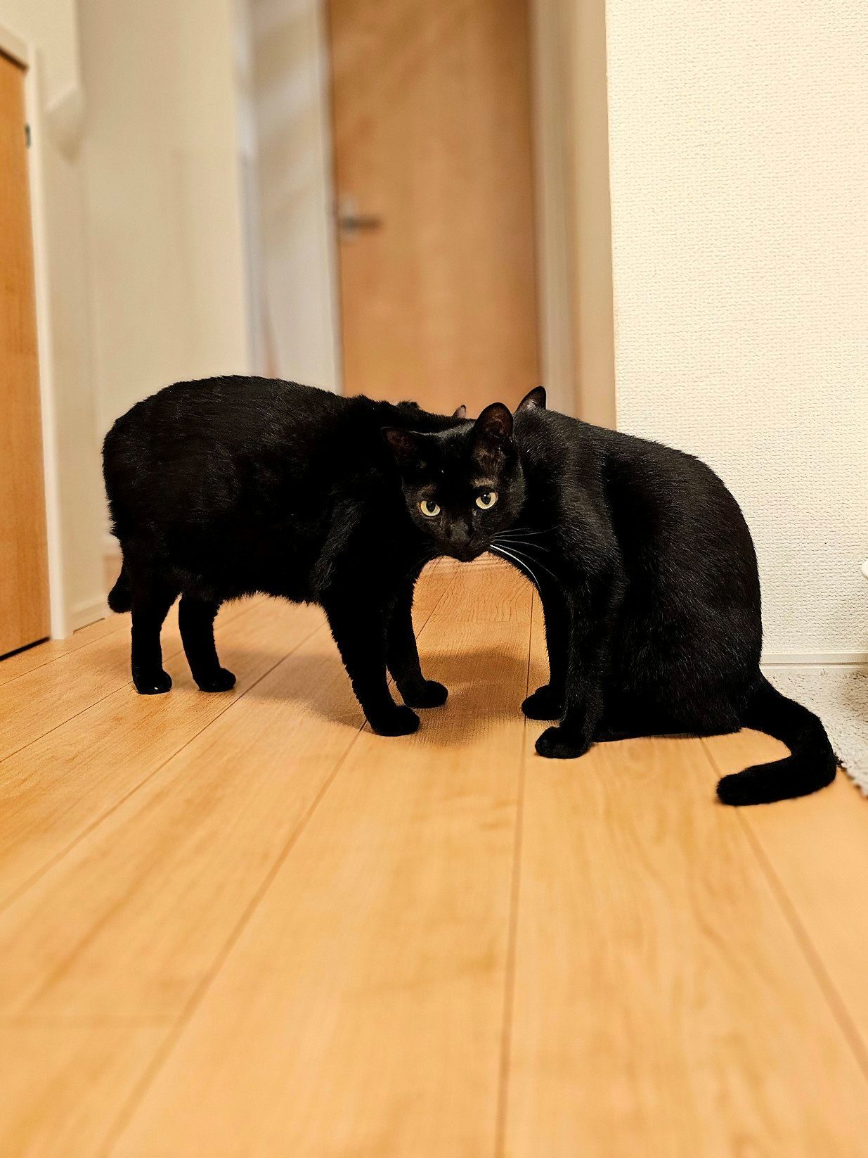 2匹の黒猫が寄り添った結果、撮れた“奇跡の1枚”に…「新種UMAにゃんこ」「まるでトリックアート(笑)」「ケルベロスの逆」