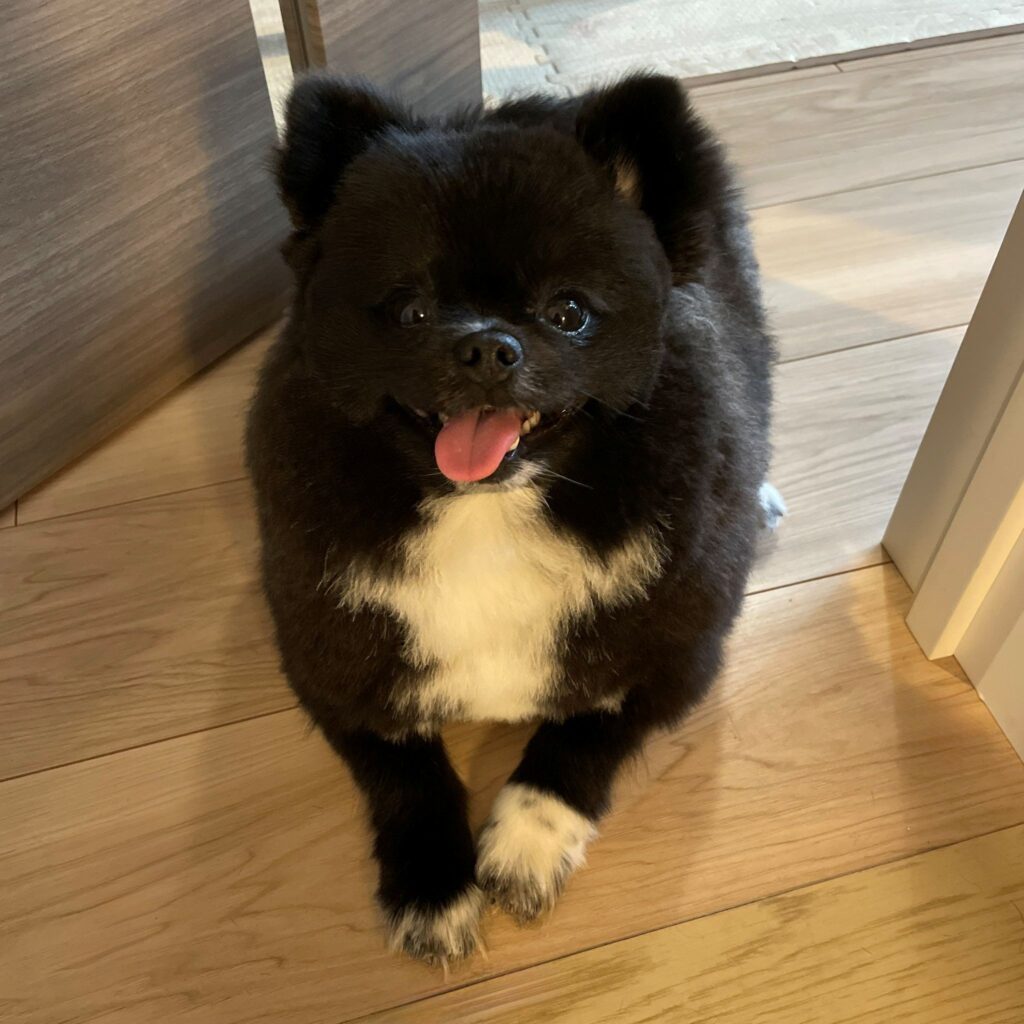 飼い主さんをお出迎え（@kutsu_shigatanuさんより提供）