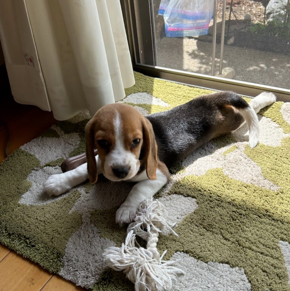 小さい頃（@beagle_0408さんより提供）