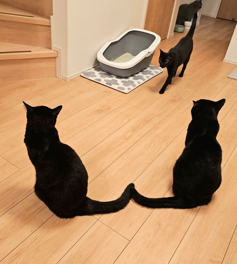 尻尾をくっつけて待つ様子（@kariton28mhy25さんより提供）