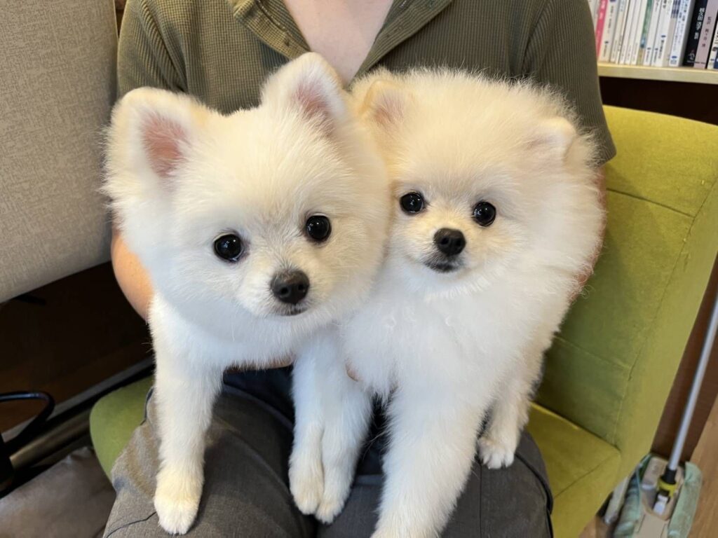 つららちゃんとすももちゃん①（@Pome_tororoさんより提供）