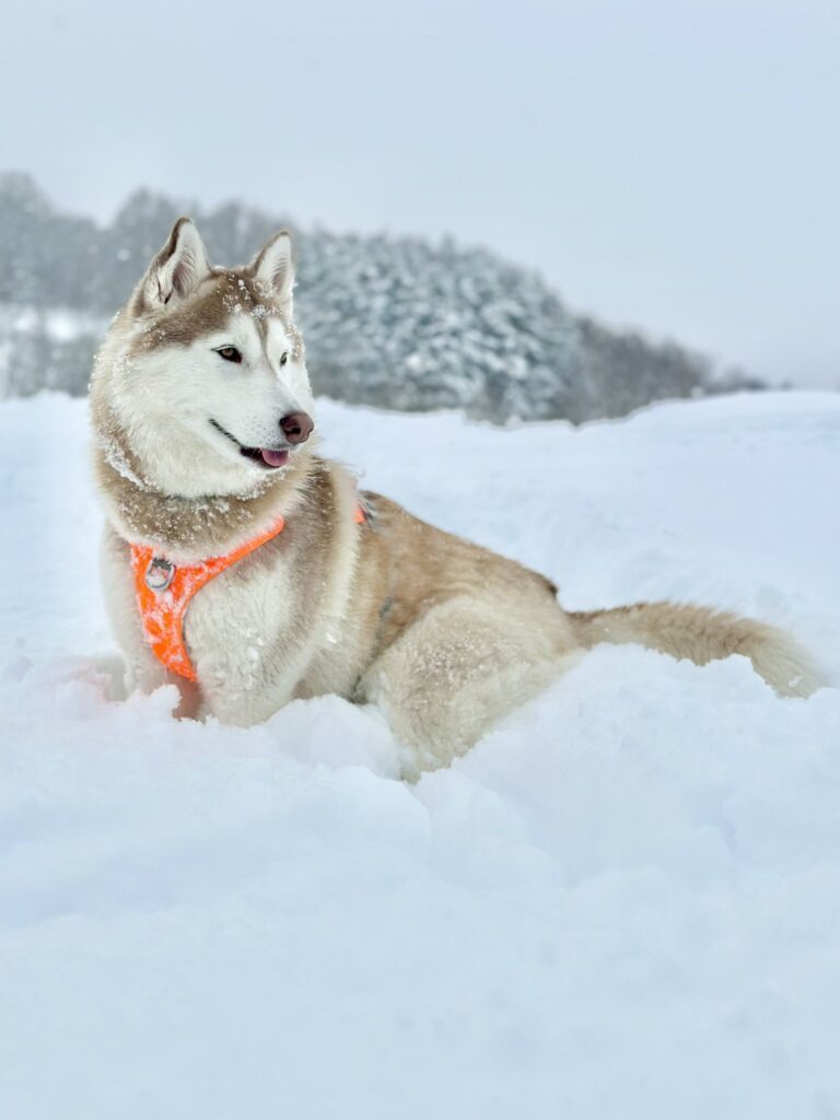 美しいユキサブロウちゃん（＠Yukisaburou_216さんより提供）