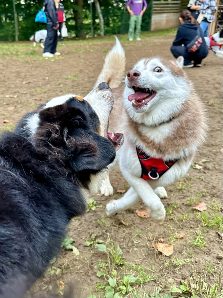 遊びに夢中なユキサブロウちゃん（＠Yukisaburou_216さんより提供）