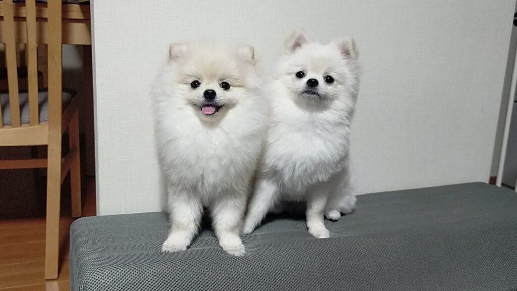 【実際の写真】　双子のワンちゃんの様子