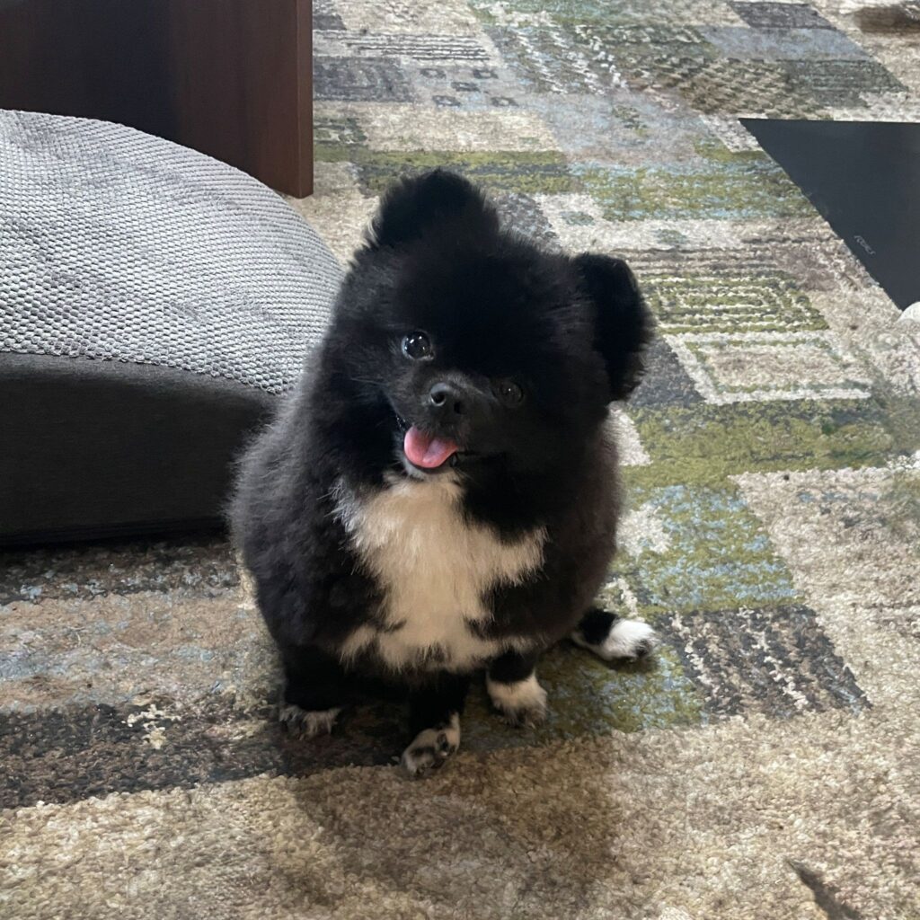 くつしたちゃん（@kutsu_shigatanuさんより提供）