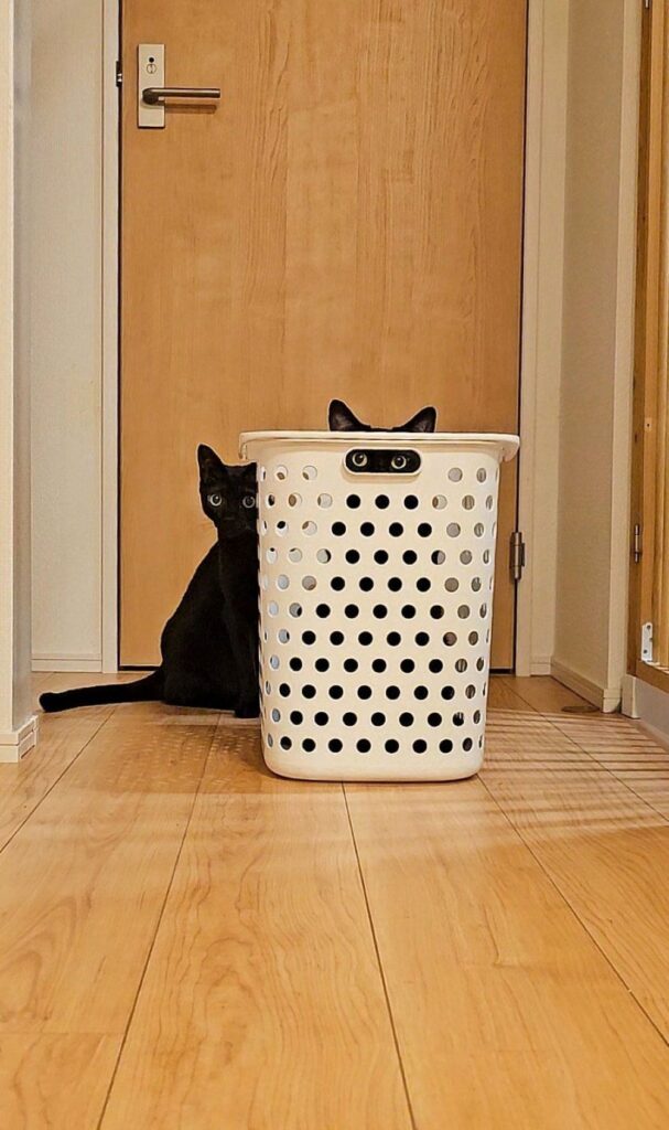 隙間から覗く姿（@kariton28mhy25さんより提供）