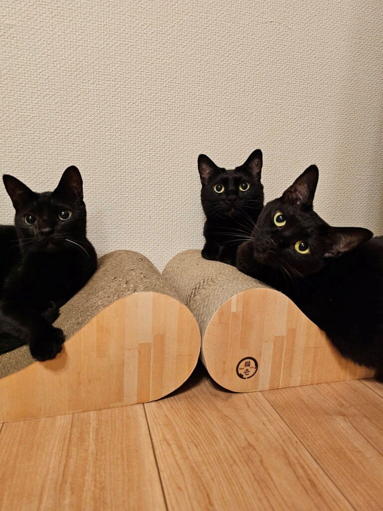 【実際の写真6枚】　飼い主さんが見た光景