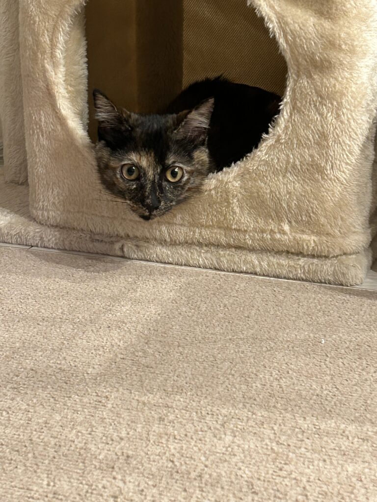 普段の七味ちゃん③（＠shichimi7302さんより提供）