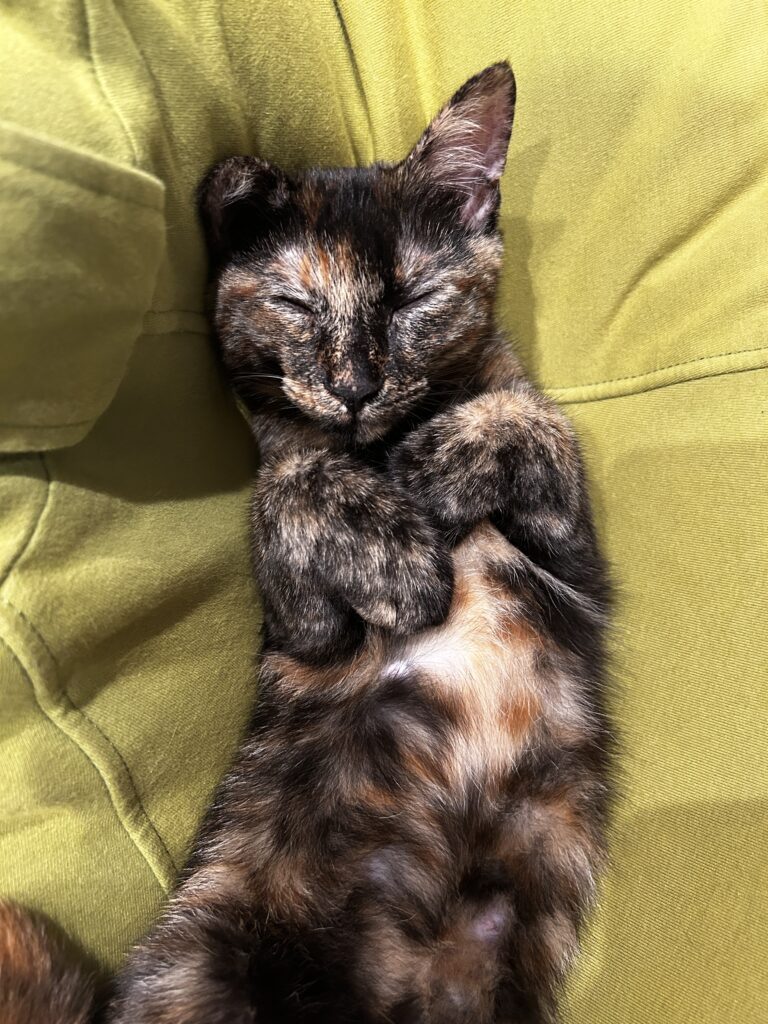 普段の七味ちゃん②（＠shichimi7302さんより提供）