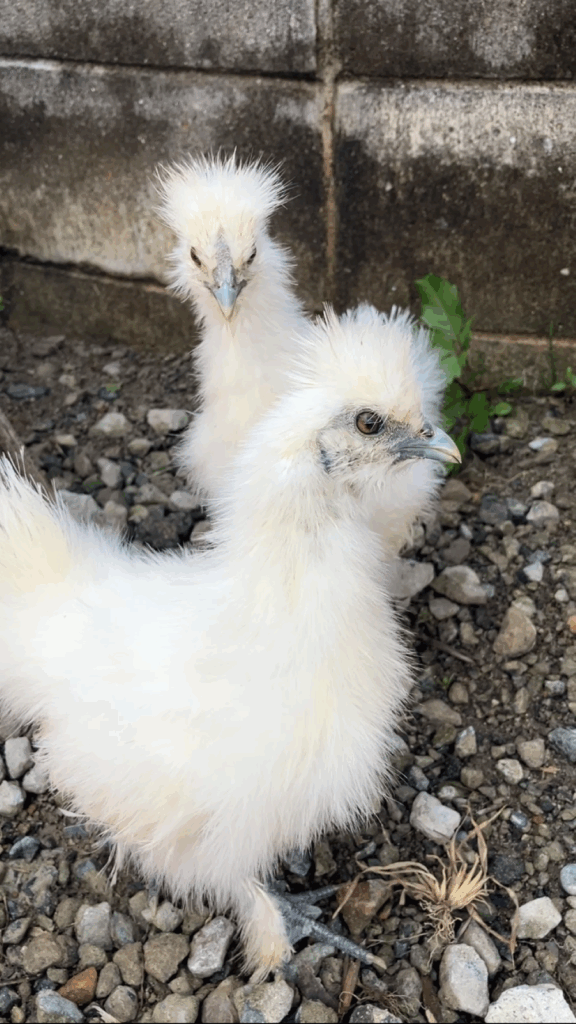 2匹のウコッケイ（＠55gurasiさんより提供）