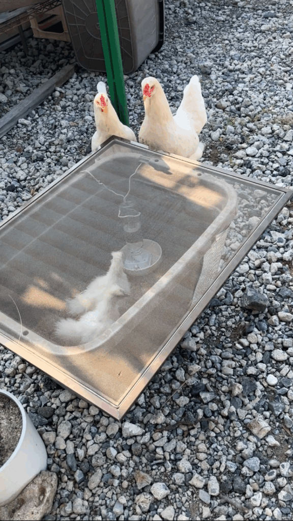 ニワトリとの対面（＠55gurasiさんより提供）