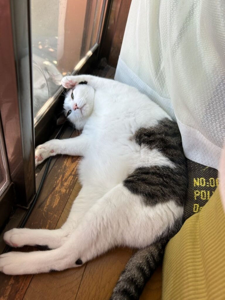 【実際の写真６枚】　箱の中の様子