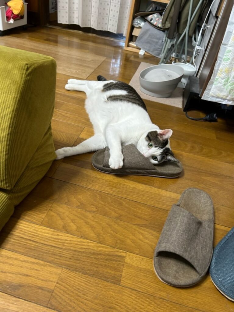 普段のヒロシくん②（＠kanatt_crew0213さんより提供）