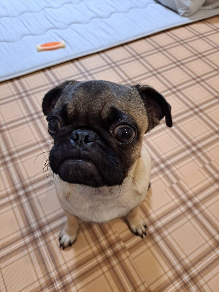 【実際の写真4枚】　飼い主さんが見た光景