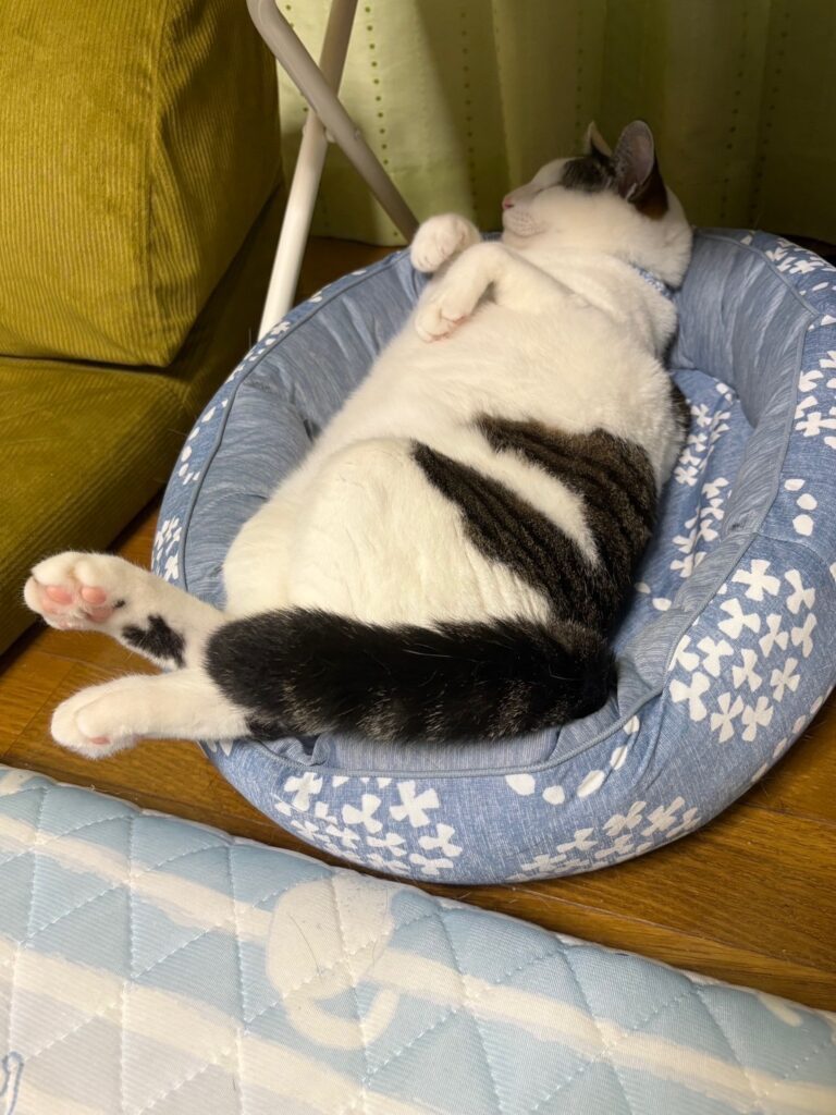 普段のヒロシくん④（＠kanatt_crew0213さんより提供）