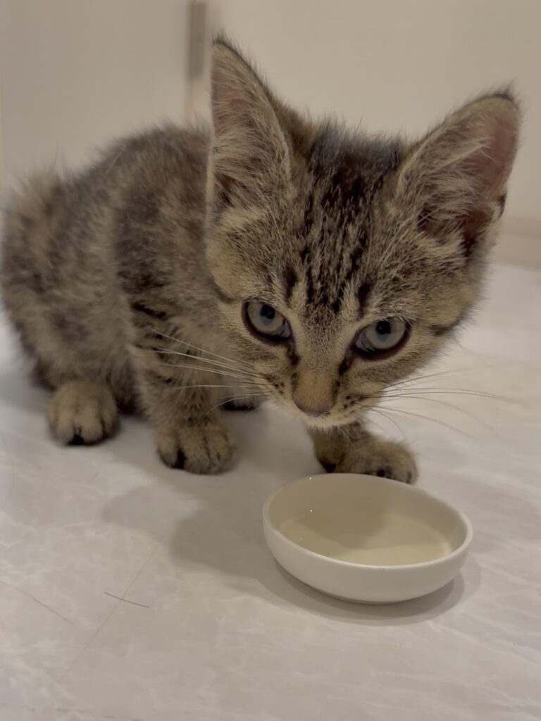 くうくん①（＠chi.bi_familyさんより提供）