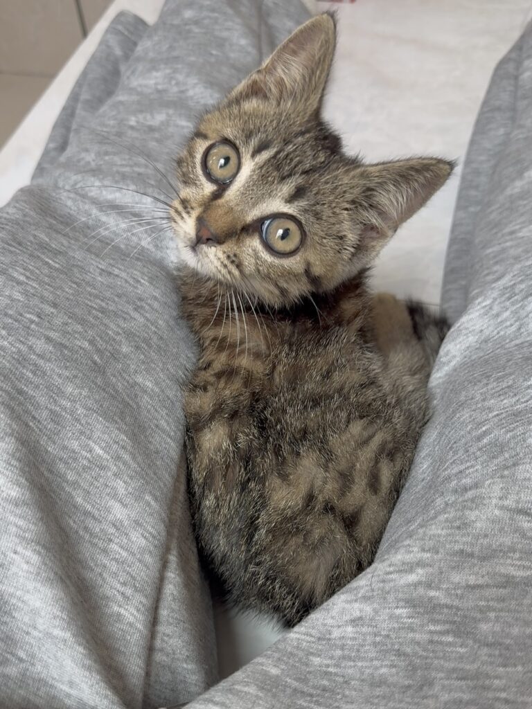 脚に挟まるくうくん（＠chi.bi_familyさんより提供）