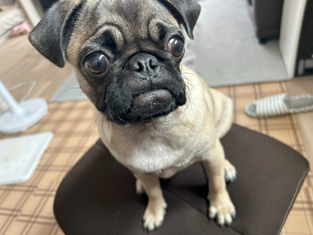 おむすびちゃん①（＠omusubi_0114さんより提供）