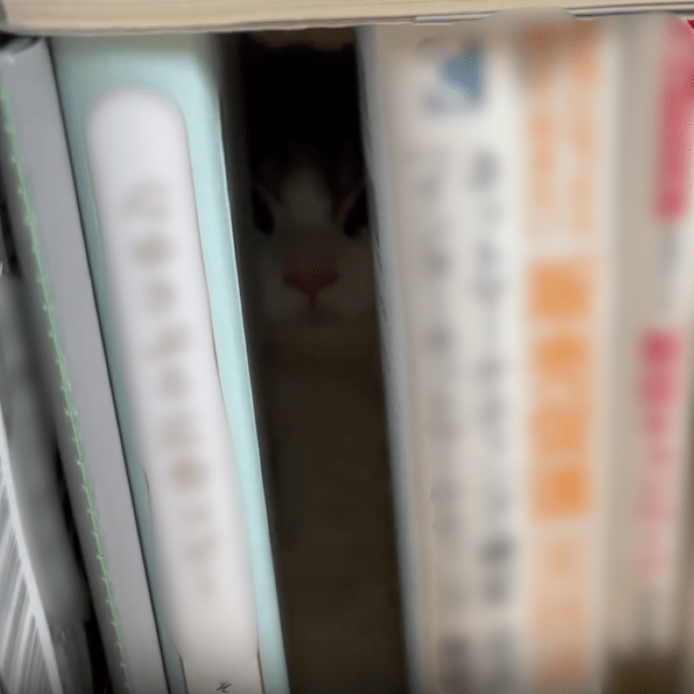 【実際の写真】まさかの光景