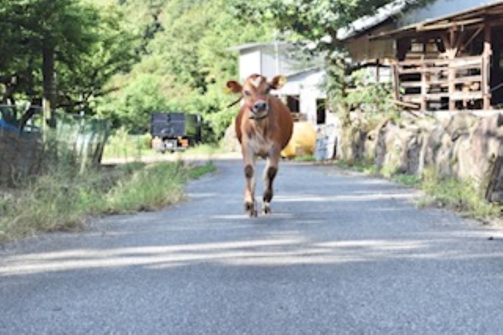 早朝の散歩を楽しむ子牛たち→しかし、飼い主の姿を見た途端…「犬かと思った」「お利口さんですね」「可愛い」