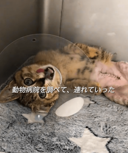 道路脇で倒れていた子猫　既に亡くなっていると思い拾った3年後…→現在の様子に…「感動しました」「命の恩人すぎる」