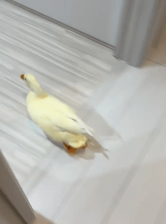 【実際の写真】　飼い主さんが見た光景