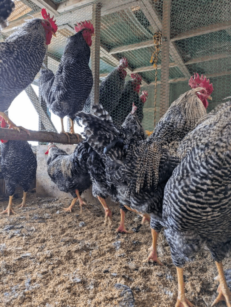 【実際の写真2枚】 頭上の様子