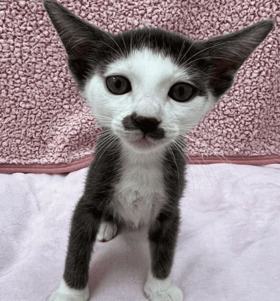 一目惚れした里親募集の写真（＠Saeroyi_catさんより提供）