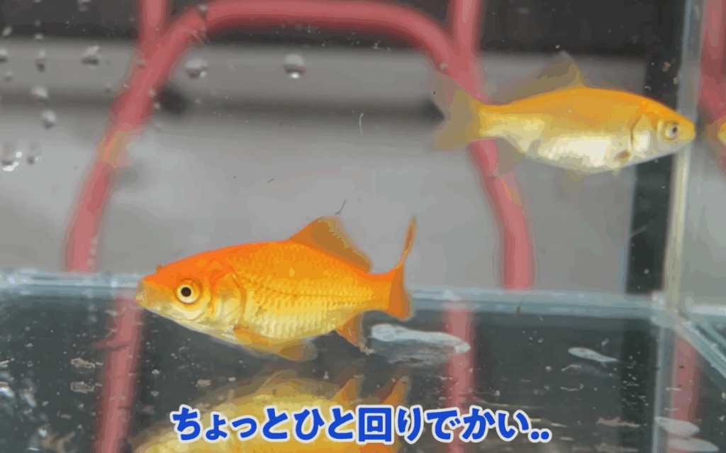 手前が田んぼの土、奥が普通の水で育った金魚（@morikonnyakuさんより提供）
