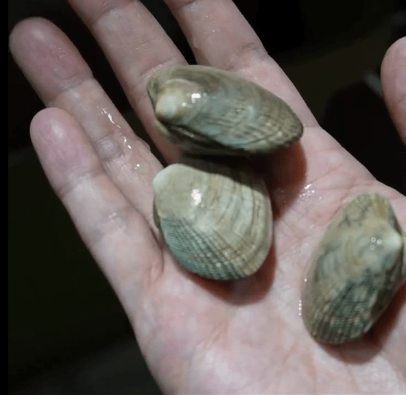 スーパーで買ったアサリ。生態を学ぶため飼育してみたら…まさかの結末に「素晴らしい観察記録」「アサリが愛おしい」「面白い」