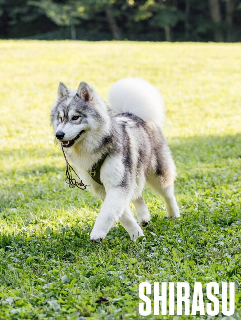 立派に成長しました（@samosky_shirasuさんより提供）