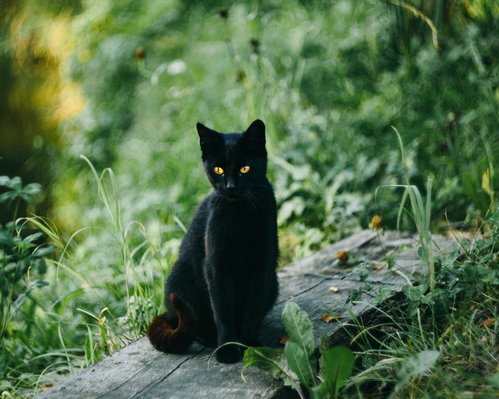 【実際の写真】　黒猫の様子