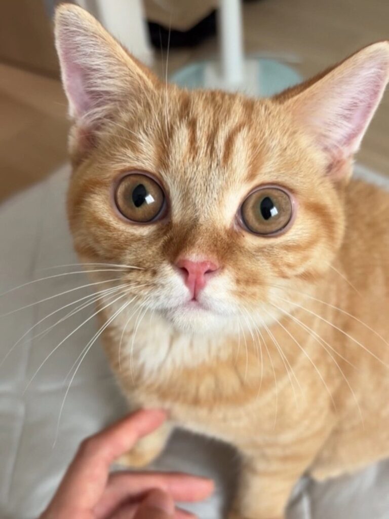 【実際の写真7枚】　飼い主さんが見た光景