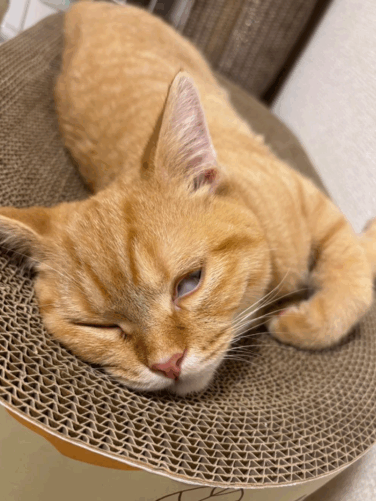 あー、飛び疲れた～（@uniuniuni20250322さんより提供）