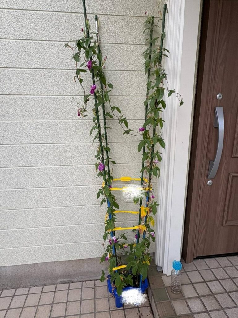 すっかり大きくなった朝顔
（＠leorioaogramさんより提供）