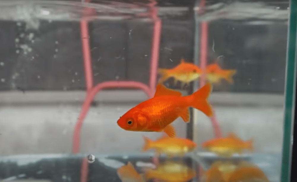 一番赤くなった金魚（亀の水）（@morikonnyakuさんより提供）