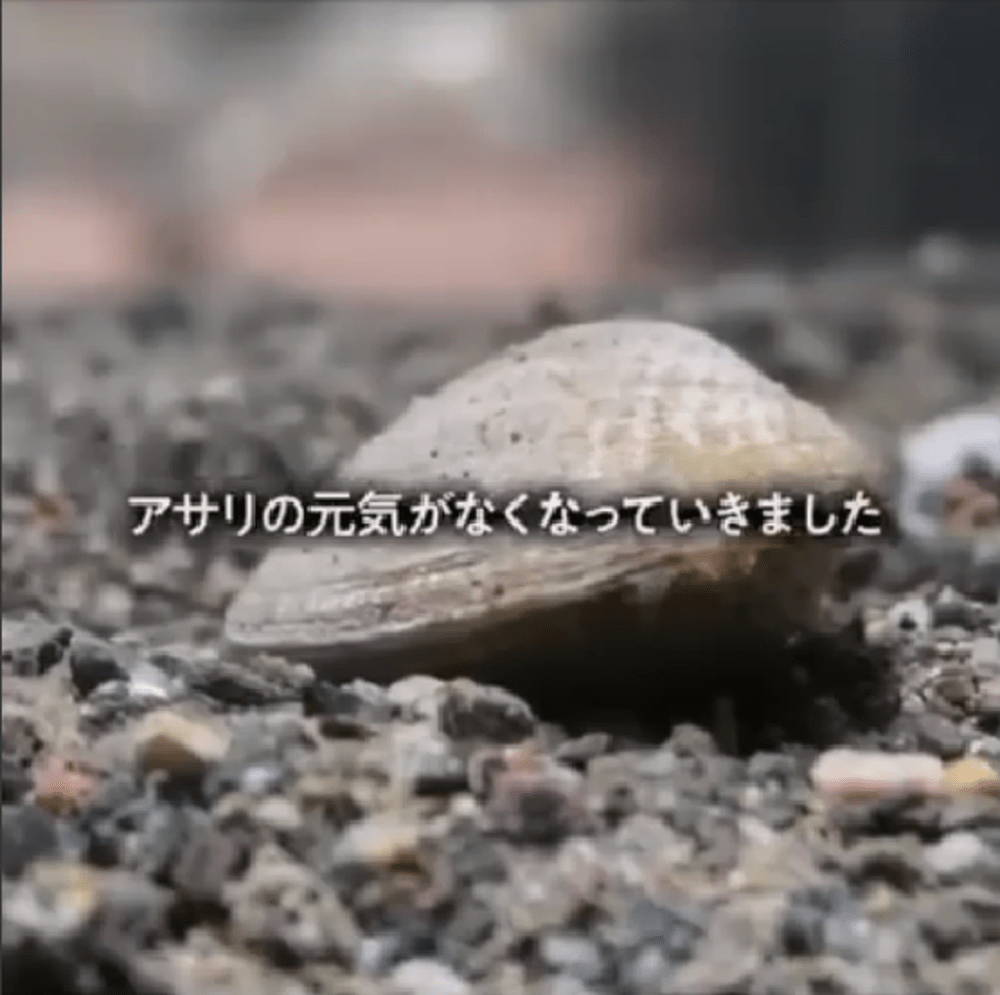1ヶ月後アサリが弱ってきた（@morikonnyakuさんより提供）
